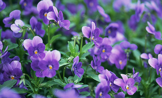 紫罗兰花茶的功效与作用