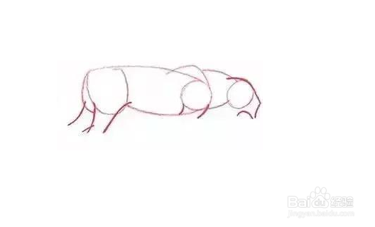 老虎的素描画法