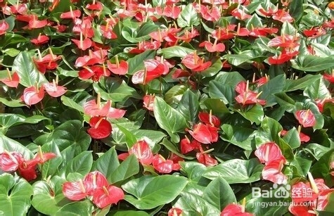 火鹤花和红掌区别是什么