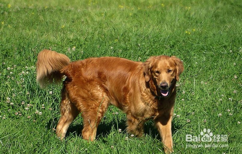 如何挑选优质的金毛猎犬