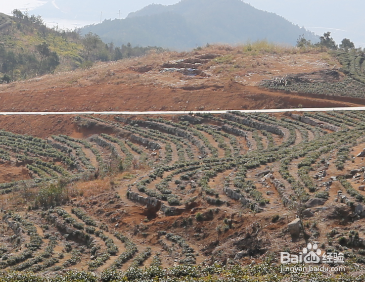 高山茶为什么比平地茶好