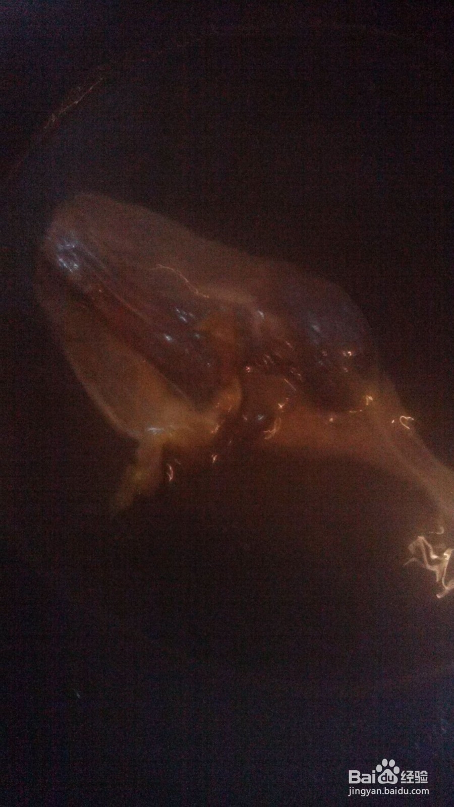 两个人的小日子：[2]晚餐腊鸭腿炒松花