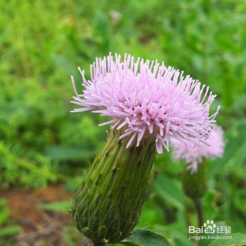 泥胡菜的培育方法和注意事项