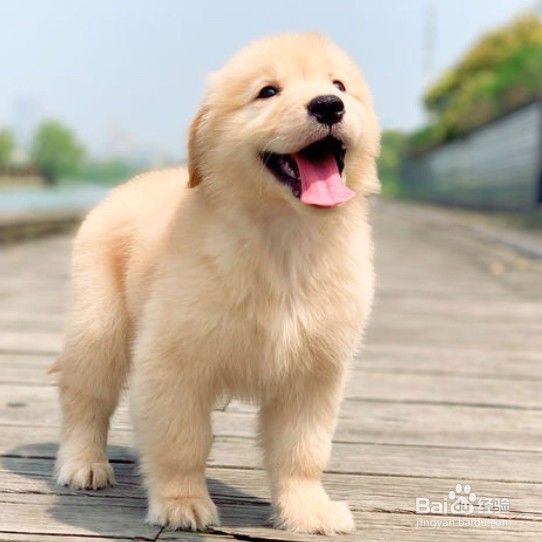 挑选金毛幼犬的六大方法