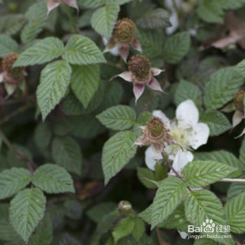 蓬蘽的培育方法和注意事项