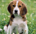 狗不吃不喝没精神怎么办