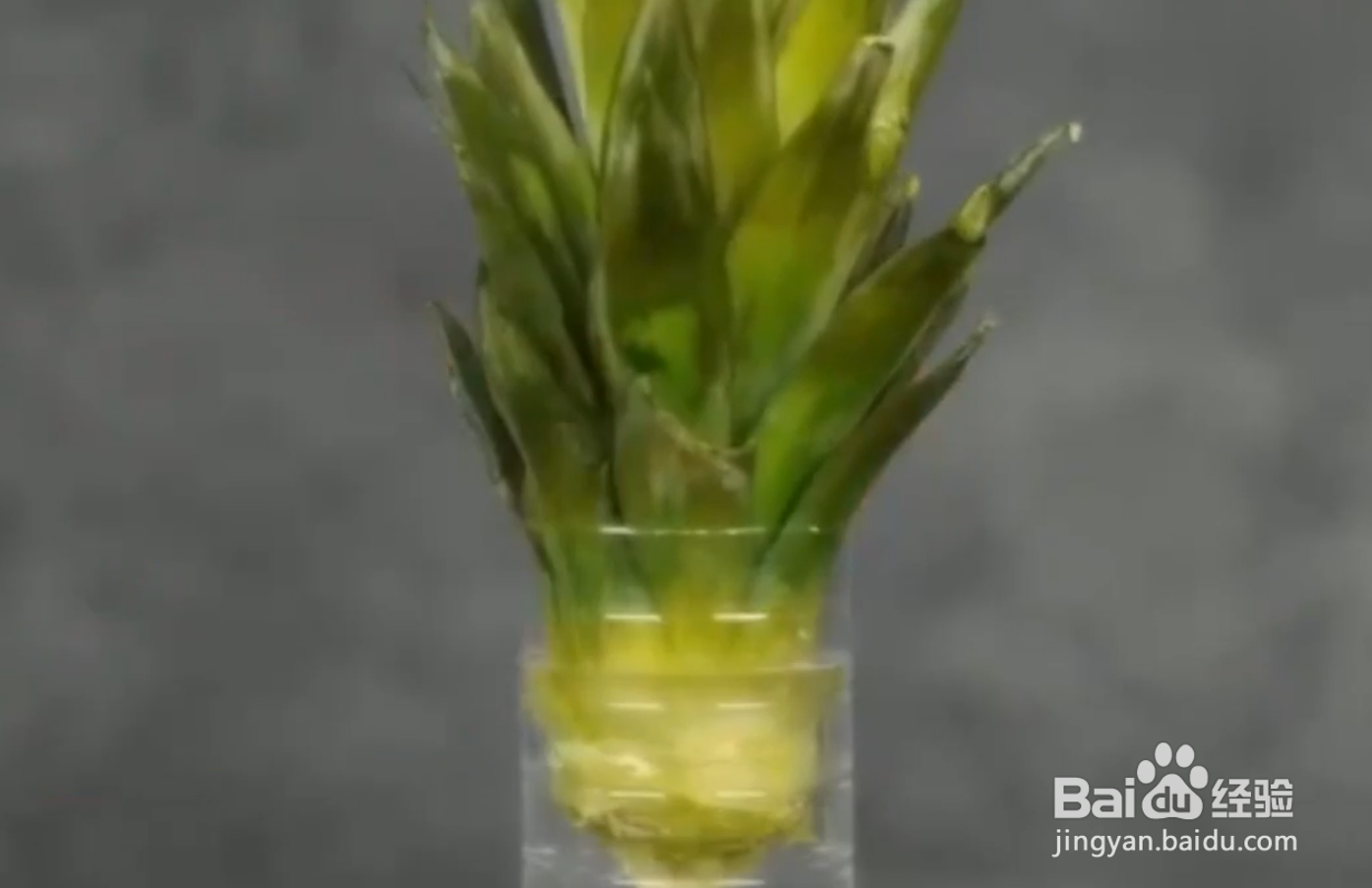 如何自己种植水果蔬菜