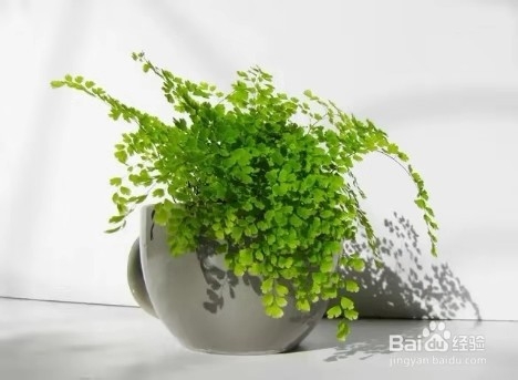 卫生间里养这几种植物，杀菌又祛异味