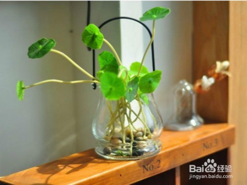 春天房间室内特别干燥怎么办