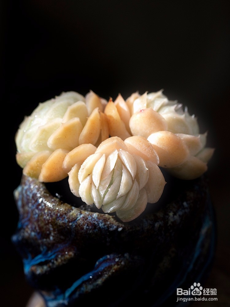 多肉植物冻伤该如何处理,多肉过冬注意事项