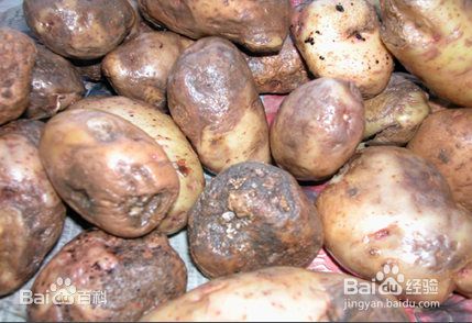 马铃薯晚疫病防治方案