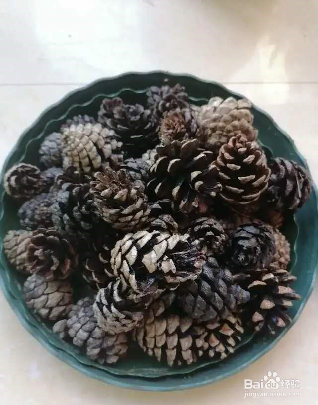 路边捡点松果,开水一烫来养花,透气不烂根