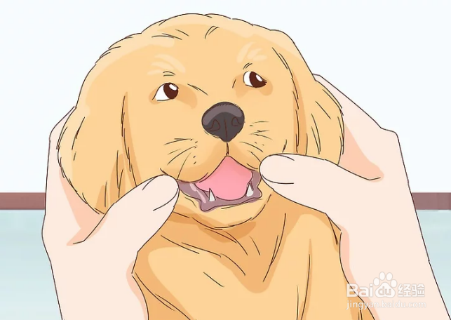 如何抚摸陌生的狗狗和熟悉的狗狗