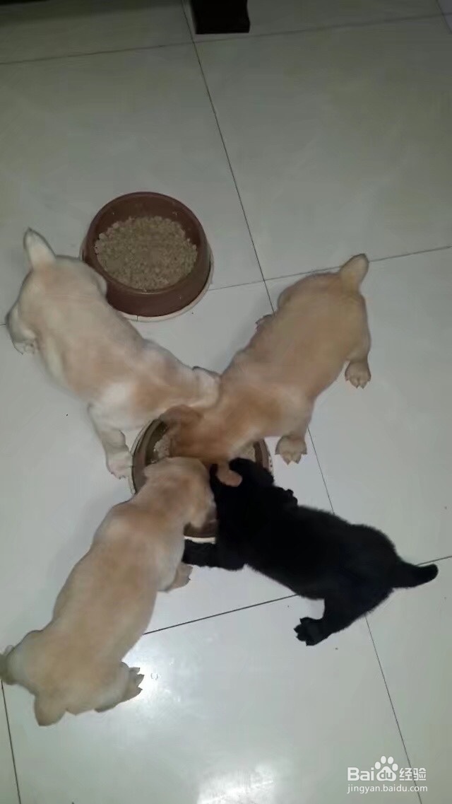 怎么刺激小奶狗排便