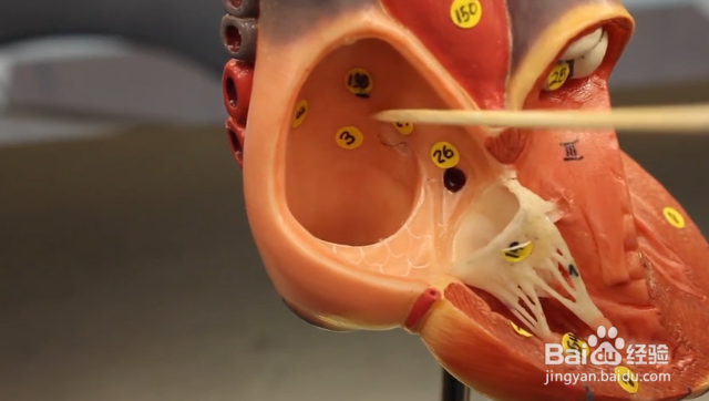 如何预防和治疗心脑血管疾病