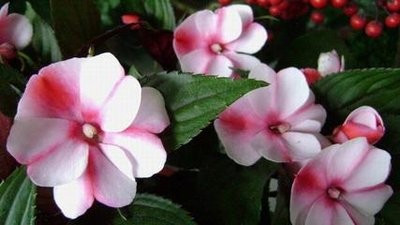 凤仙花为什么只长叶子不开花