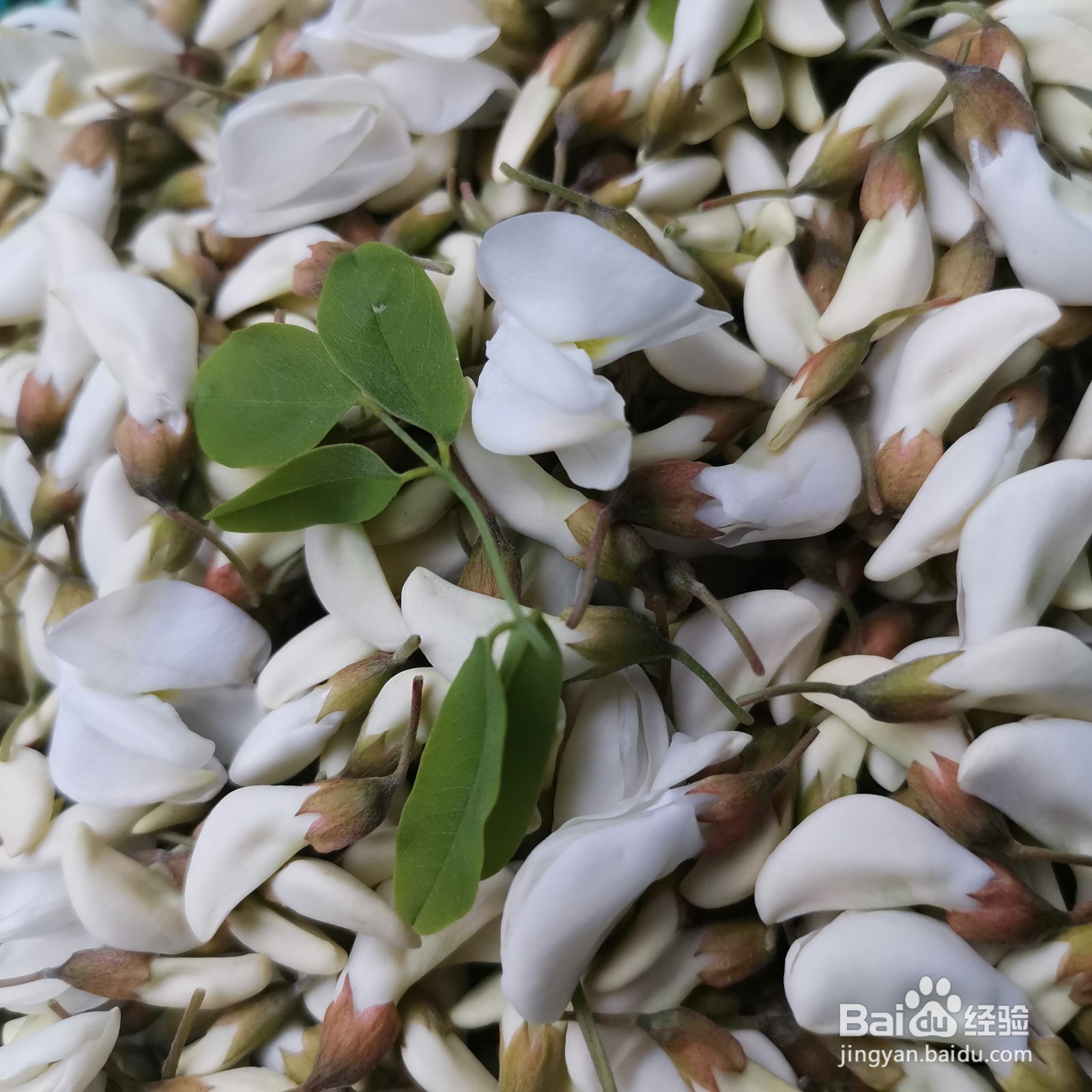 怎么做唇齿留香的家常槐花饼呢？