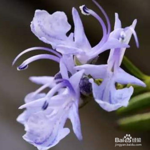 迷迭香有哪些作用？