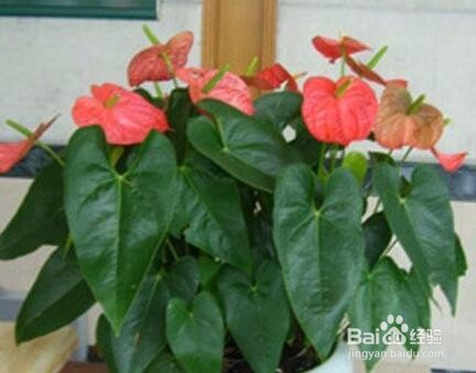怎样让红掌花开的更好