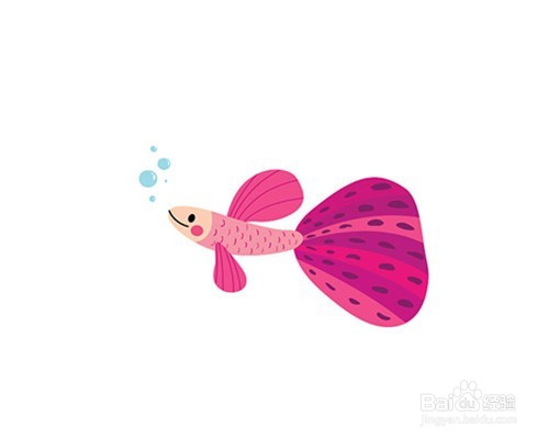 如何正确的喂养孔雀鱼