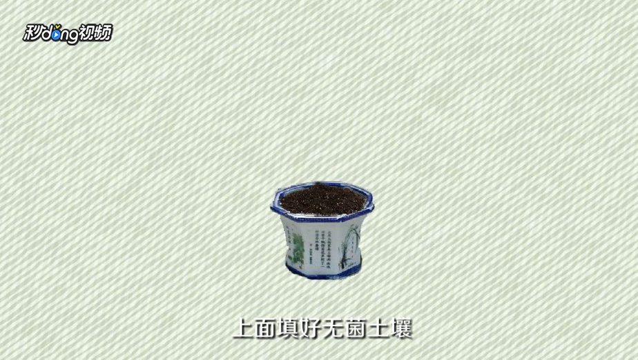 柠檬籽怎么种小盆栽