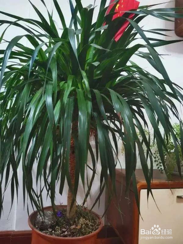 6种花就适合养在潮湿环境