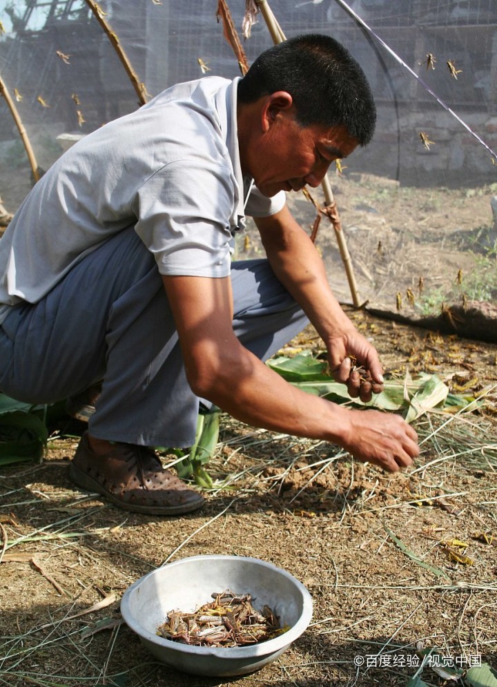 蚂蚱的营养价值和功效