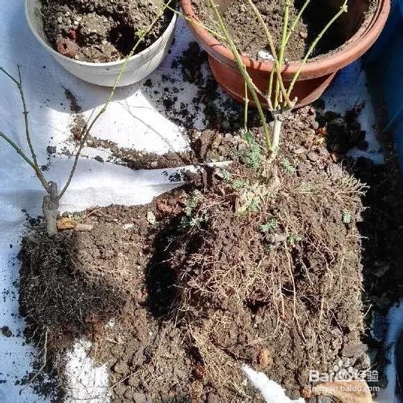 换盆旧土别扔，2个小技巧，旧土变新土！