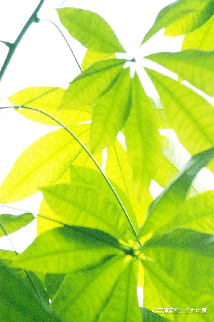 发财树树干腐烂怎么办