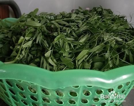 素炒野豌豆苗