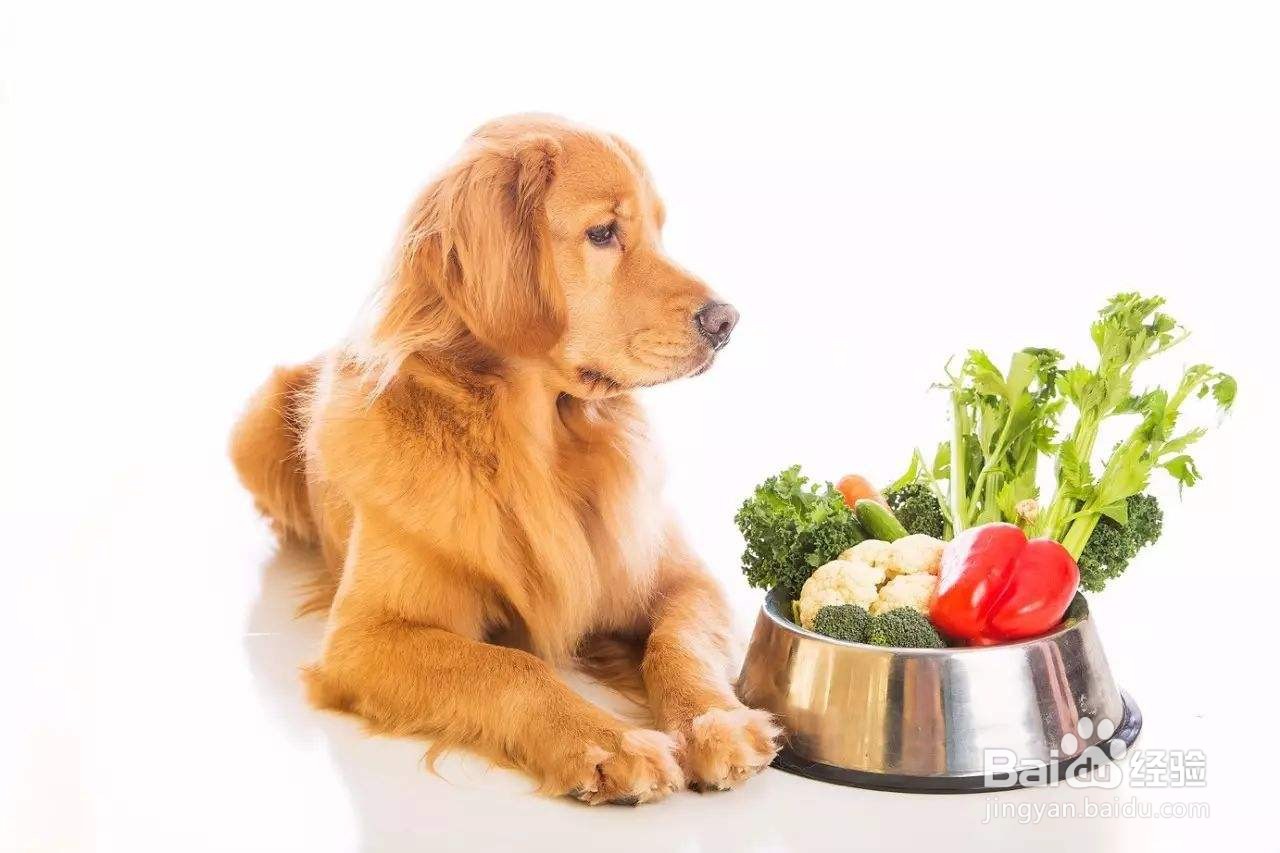 调理狗狗肠胃的四种解决办法