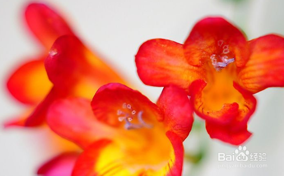 如何养殖香雪兰