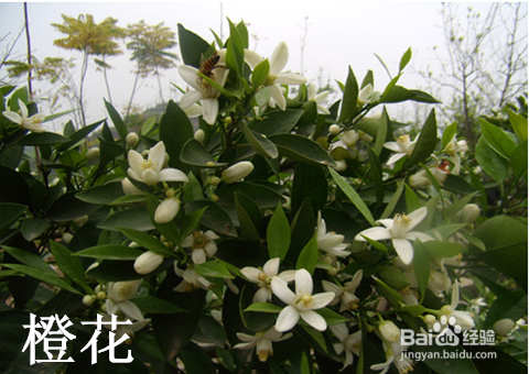 现在起,改善失眠用精油