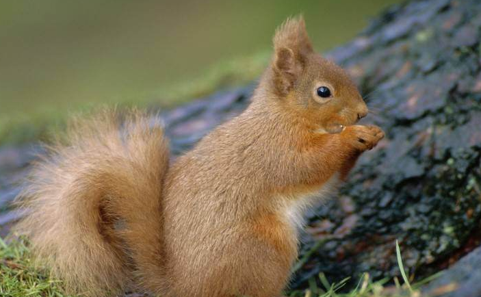 如何模仿法布尔写一种动物