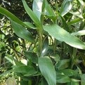 富贵竹的家庭养植方法