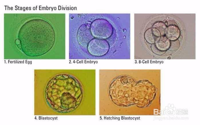 囊胚级别划分，什么级别的囊胚成功率最高？