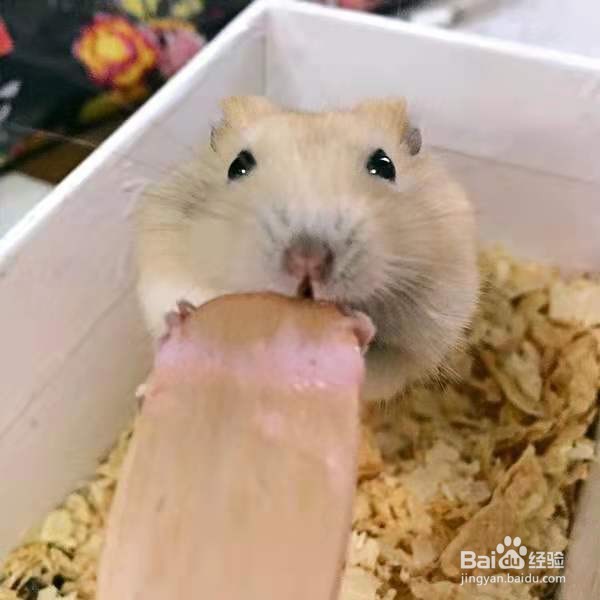 仓鼠很瘦怎么增肥