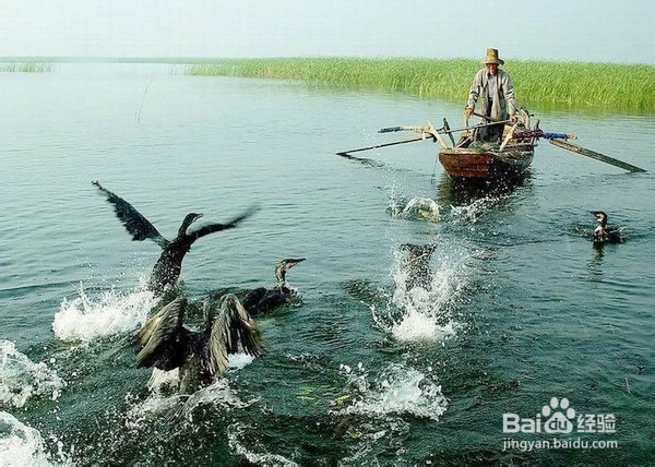 端午去白洋淀旅游感觉很考谱