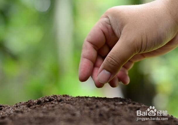 冰菜种植的方法