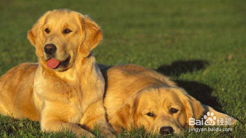 狗狗吃了虾怎么补救