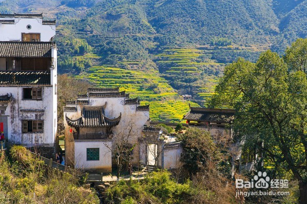 哪里油菜花不好看,为何要去婺源,给你一个答案