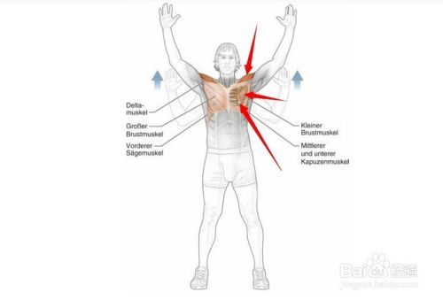 高尔夫球训练 4 相关肌肉图解4 百度经验