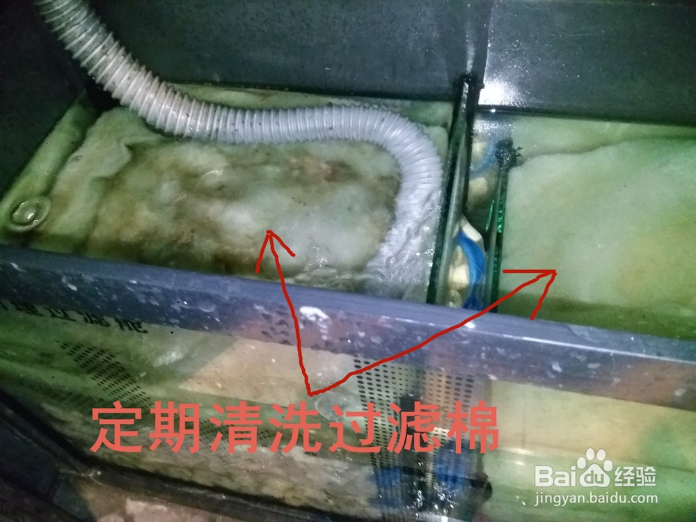 地图鱼出现白斑溃烂应该注意什么怎么治疗