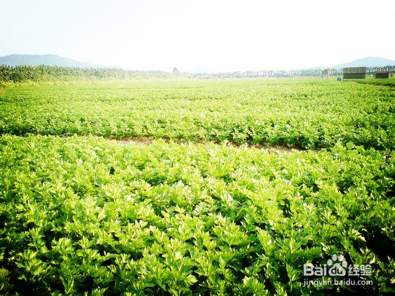 芹菜的功效都有哪些？