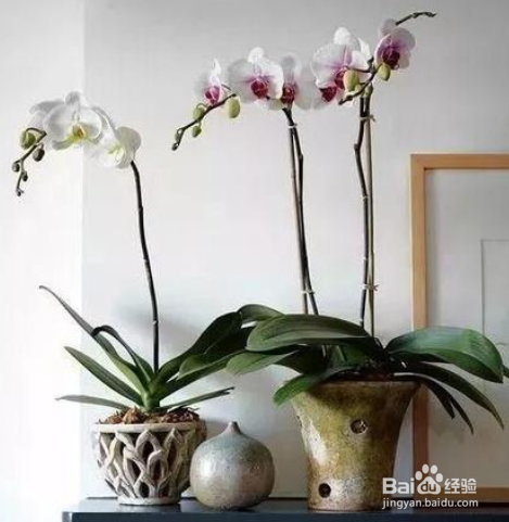 蝴蝶兰谢花以后怎么养