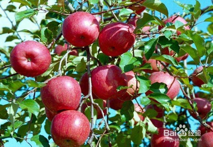 怎样挑选苹果？