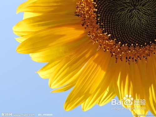 十二个月巧送花