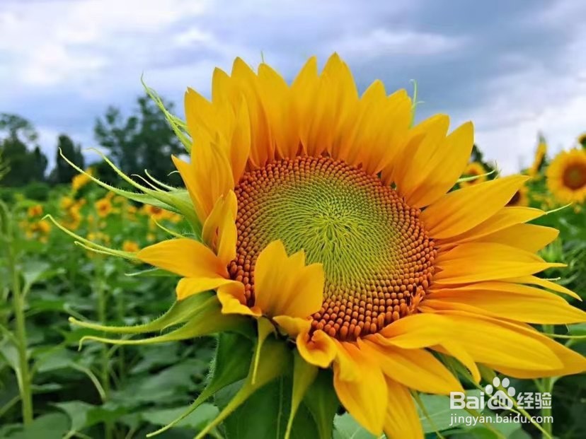 向日葵的种子怎么播种