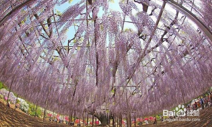 紫藤花修剪方法