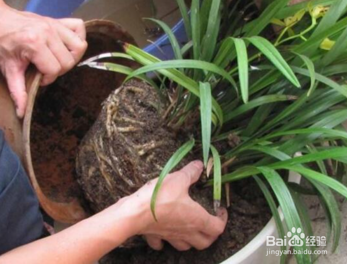 大花盆换盆取不出来怎么办